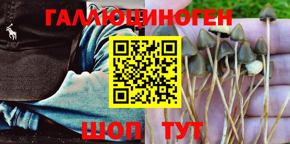 Галлюциногенные грибы Psilocybine cubensis Бузулук